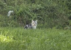Found/Stray Unknown Cat last seen orange walk crescent, Mississauga, ON 
