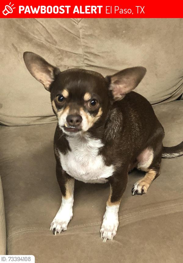Lost Male Dog last seen Frodsham Street, El Paso, TX 79928