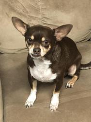 Lost Male Dog last seen Frodsham Street, El Paso, TX 79928