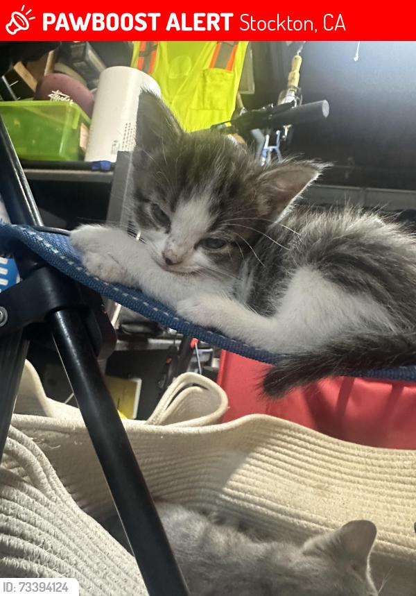 Lost Female Cat last seen Benjamin holt and leesburg, Stockton, CA 95207