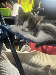 Lost Female Cat last seen Benjamin holt and leesburg, Stockton, CA 95207
