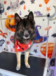 Reunited Male Dog last seen Deep Creek Road and Juniper Road Apple Valley, Apple Valley, CA 92308