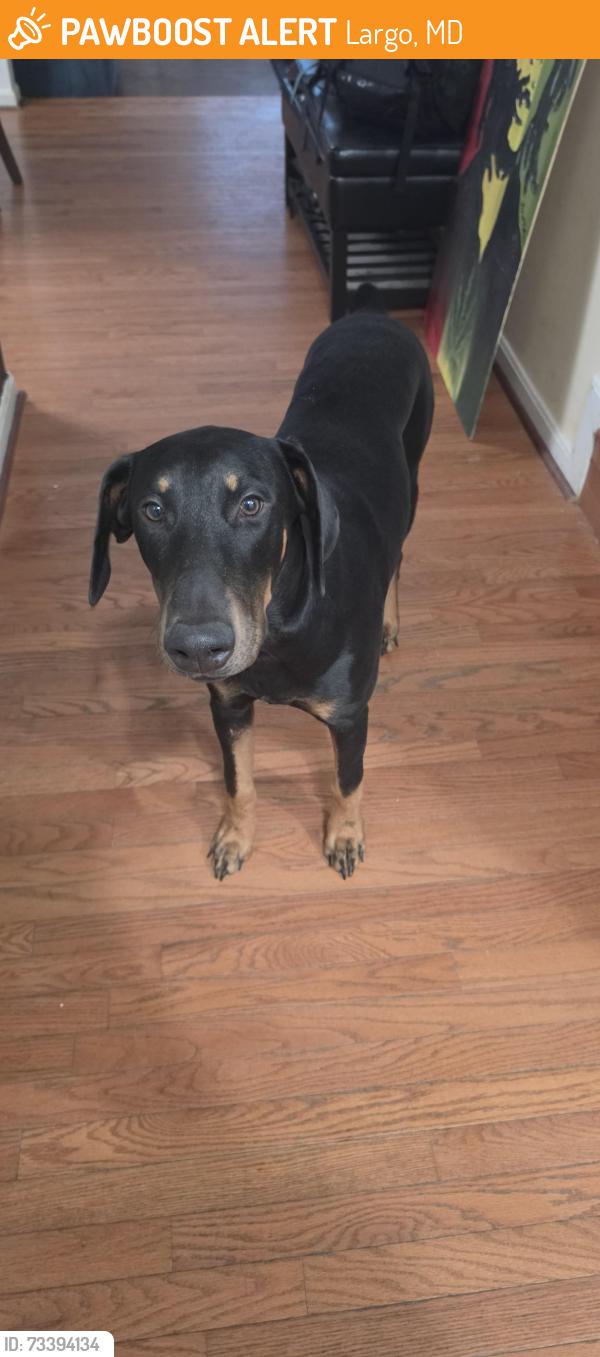 Found/Stray Male Dog last seen In the park behind the apmts, Largo, MD 20774