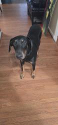 Found/Stray Male Dog last seen In the park behind the apmts, Largo, MD 20774
