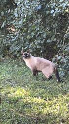 Found/Stray Unknown Cat last seen nealtown rd, Greensboro, NC 27405