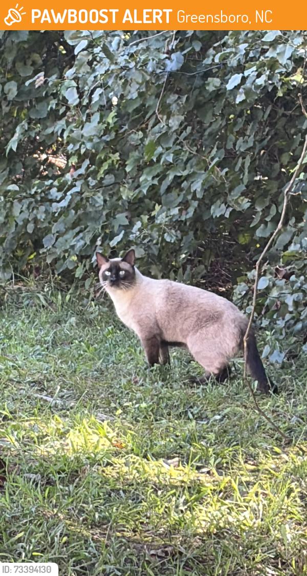 Found/Stray Unknown Cat last seen nealtown rd, Greensboro, NC 27405