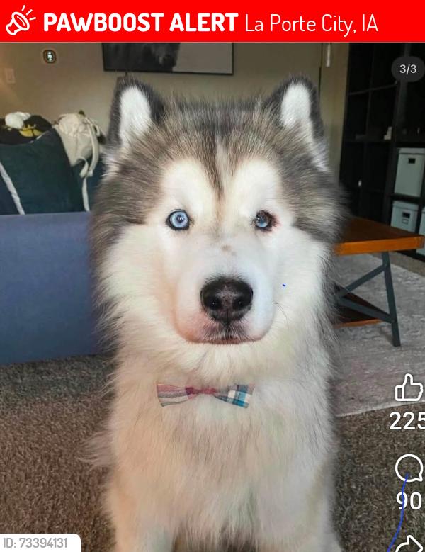 Lost Male Dog last seen La porte Rd, La Porte City, IA 50651