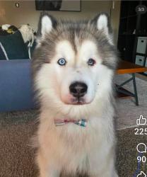 Lost Male Dog last seen La porte Rd, La Porte City, IA 50651