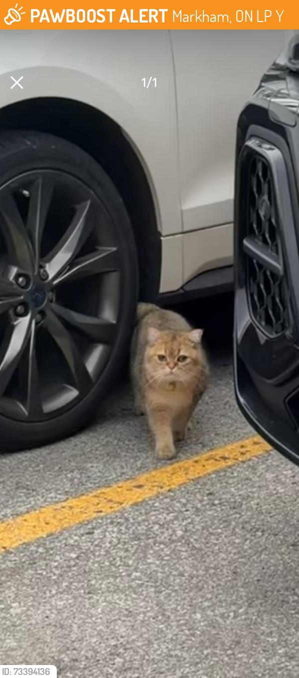 Found/Stray Unknown Cat last seen Markham Go station, Markham, ON L3P 1Y6