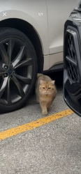 Found/Stray Unknown Cat last seen Markham Go station, Markham, ON L3P 1Y6