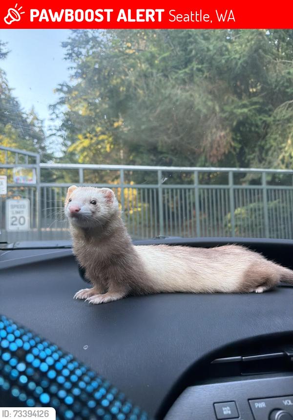 Lost Male Ferret last seen Exit 170 to 172, Seattle, WA 98113