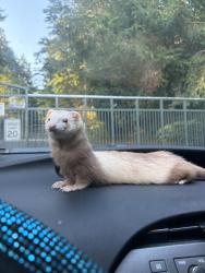Lost Male Ferret last seen Exit 170 to 172, Seattle, WA 98113