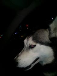 Found/Stray Unknown Dog last seen Third Street & Dutton Ave., Santa Rosa, CA 95401