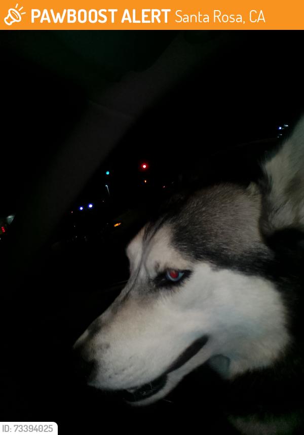 Found/Stray Unknown Dog last seen Third Street & Dutton Ave., Santa Rosa, CA 95401