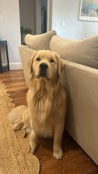 Found/Stray Male Dog last seen Starbucks, San Jose, CA 95112