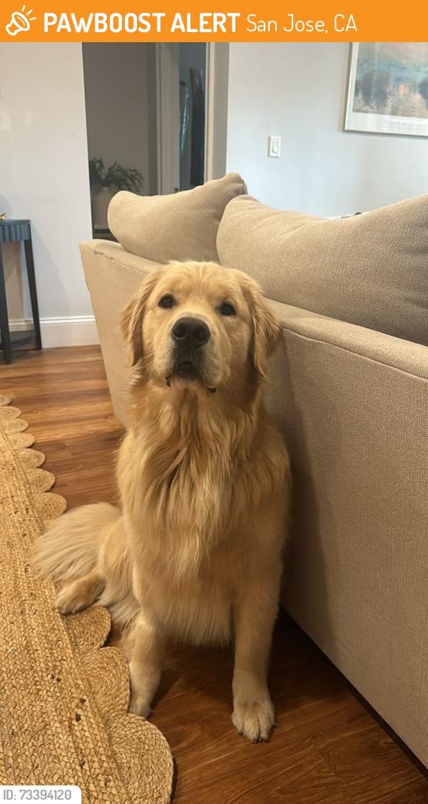 Found/Stray Male Dog last seen Starbucks, San Jose, CA 95112