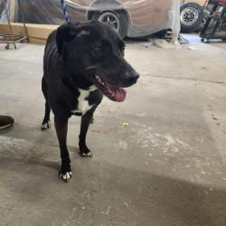 Found/Stray Male Dog last seen Burma Road near Mahanoy City, Pa, Schuylkill County, PA 17948