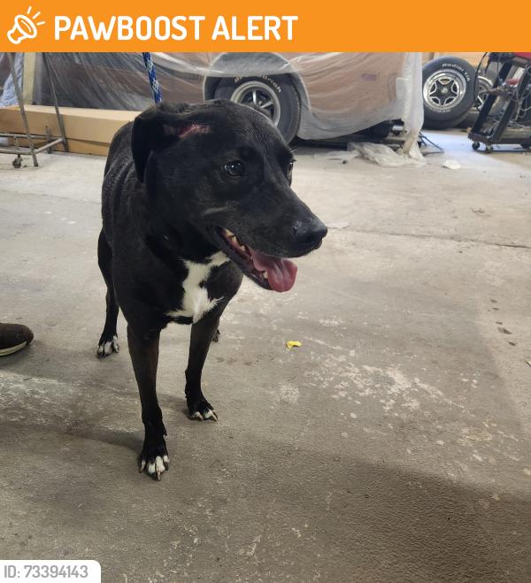 Found/Stray Male Dog last seen Burma Road near Mahanoy City, Pa, Schuylkill County, PA 17948