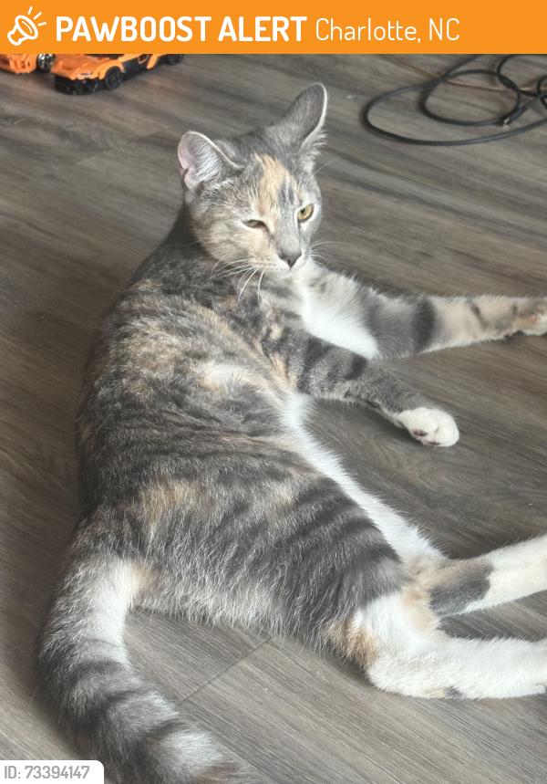 Found/Stray Unknown Cat last seen Mallard Creek apmt Complex Office, Charlotte, NC 28262
