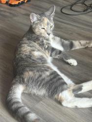 Found/Stray Unknown Cat last seen Mallard Creek apmt Complex Office, Charlotte, NC 28262