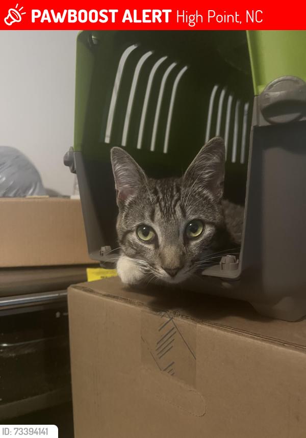 Lost Male Cat last seen Whites Mill Rd, High Point, NC 27265