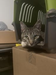 Lost Male Cat last seen Whites Mill Rd, High Point, NC 27265
