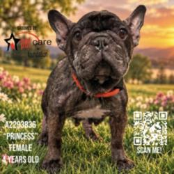Shelter Stray Female Dog last seen , 3201 Lacy St, Los Angeles, CA 90031, USA
