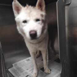 Shelter Stray Male Dog last seen , 3201 Lacy St, Los Angeles, CA 90031, USA
