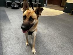 Shelter Stray Male Dog last seen , 3201 Lacy St, Los Angeles, CA 90031, USA