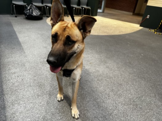Shelter Stray Male Dog last seen , 3201 Lacy St, Los Angeles, CA 90031, USA