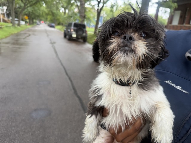 Shelter Stray Male Dog last seen Near BLOCK CANTON ST, DETROIT, MI 48207, 7401 Chrysler Dr, Detroit, MI 48211, USA