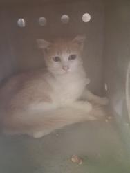 Shelter Stray Female Cat last seen , 1850 W 60th St, Los Angeles, CA 90047, USA