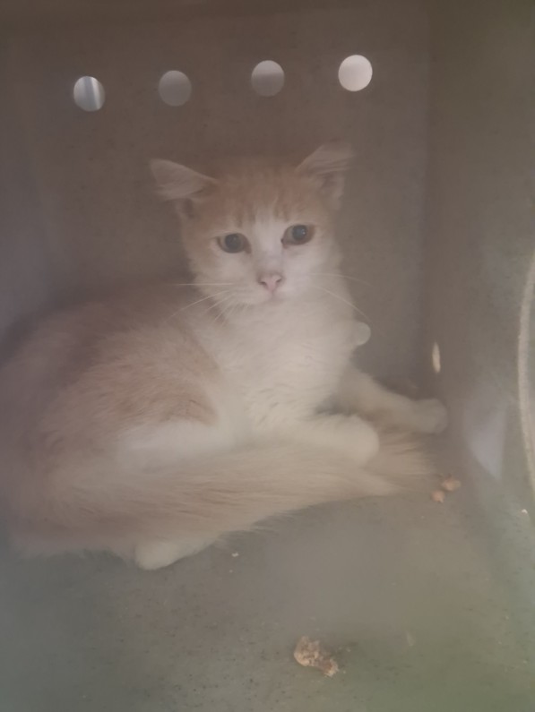 Shelter Stray Female Cat last seen , 1850 W 60th St, Los Angeles, CA 90047, USA