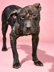Shelter Stray Male Dog last seen Near BLOCK FAIRCHILD ST, 2020 Forest St, Jacksonville, FL 32204, USA