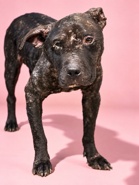 Shelter Stray Male Dog last seen Near BLOCK FAIRCHILD ST, 2020 Forest St, Jacksonville, FL 32204, USA