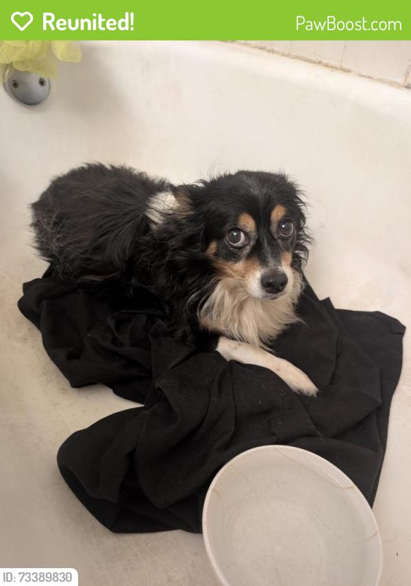 Reunited Male Dog last seen Churchill square, Turtle Creek, PA 15145