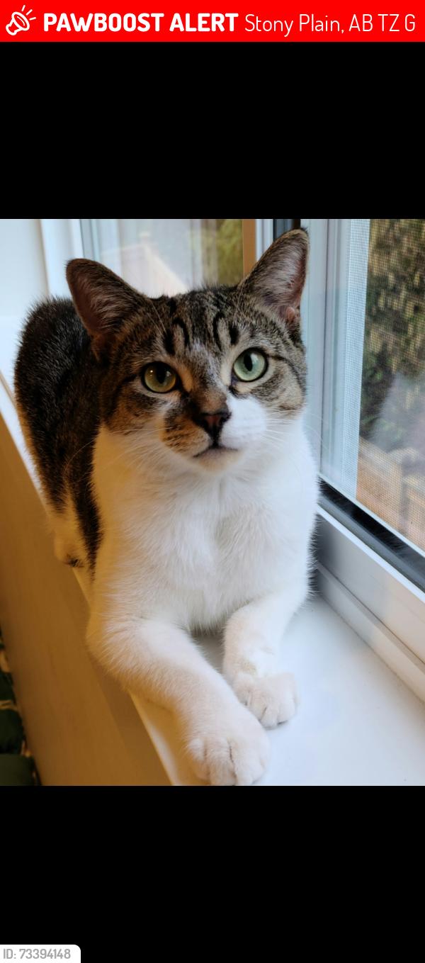 Lost Female Cat last seen Fairway Park, Stony Plain, AB T7Z 0G9