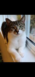 Lost Female Cat last seen Fairway Park, Stony Plain, AB T7Z 0G9