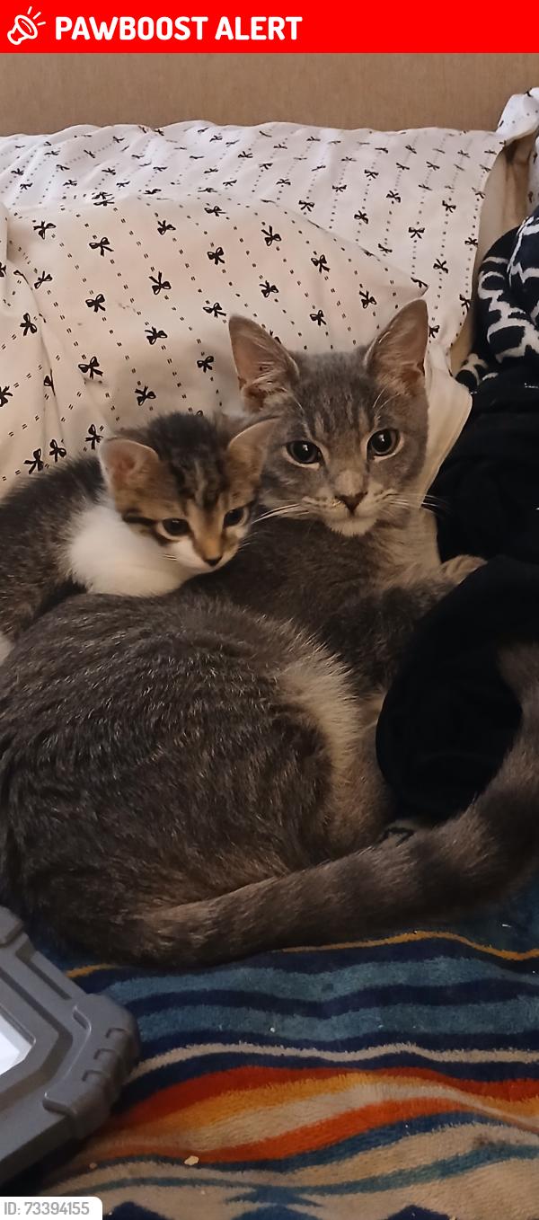 Lost Male Cat last seen Somerset drive, Lauderdale Lakes, FL 33311