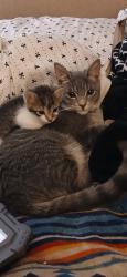 Lost Male Cat last seen Somerset drive, Lauderdale Lakes, FL 33311