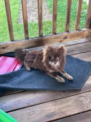 Lost Male Dog last seen McDonald Road, Theodore, AL 36582