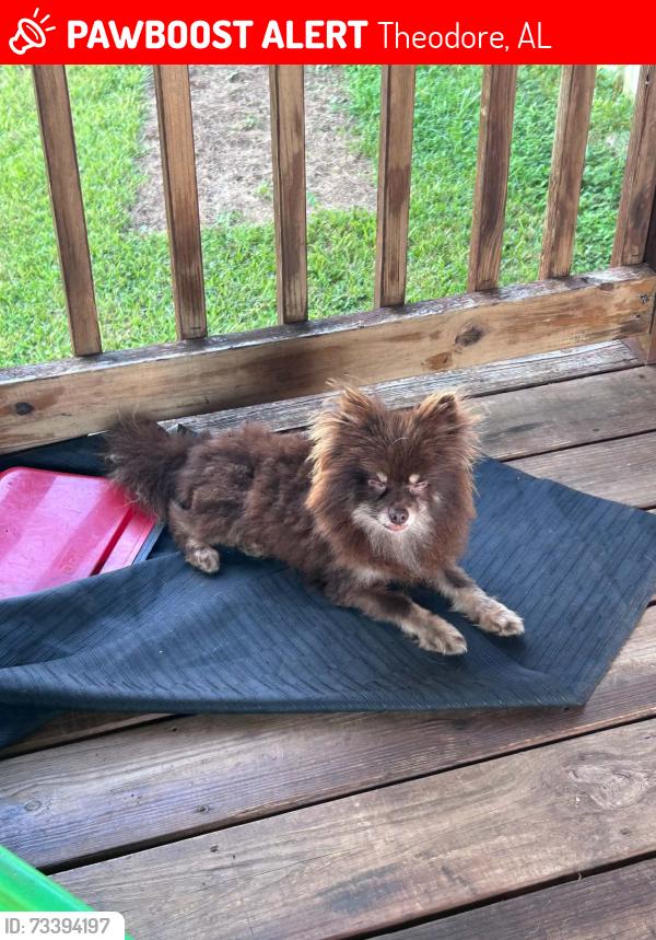 Lost Male Dog last seen McDonald Road, Theodore, AL 36582