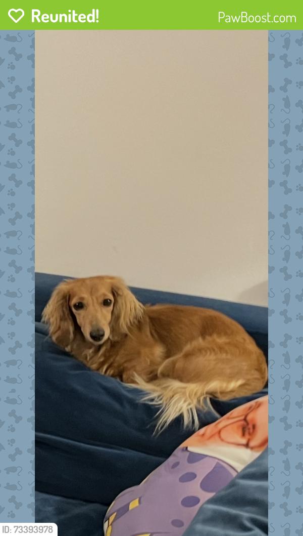 Reunited Female Dog last seen Springbank and westview, Philadelphia, PA 19119