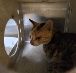 Shelter Stray Female Cat last seen Near N Oak st, IRC AC, FL, 6230 77th St, Vero Beach, FL 32967, USA