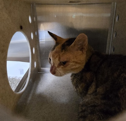 Shelter Stray Female Cat last seen Near N Oak st, IRC AC, FL, 6230 77th St, Vero Beach, FL 32967, USA