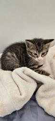 Shelter Stray Male Cat last seen Near N Oak st, IRC AC, FL, 6230 77th St, Vero Beach, FL 32967, USA