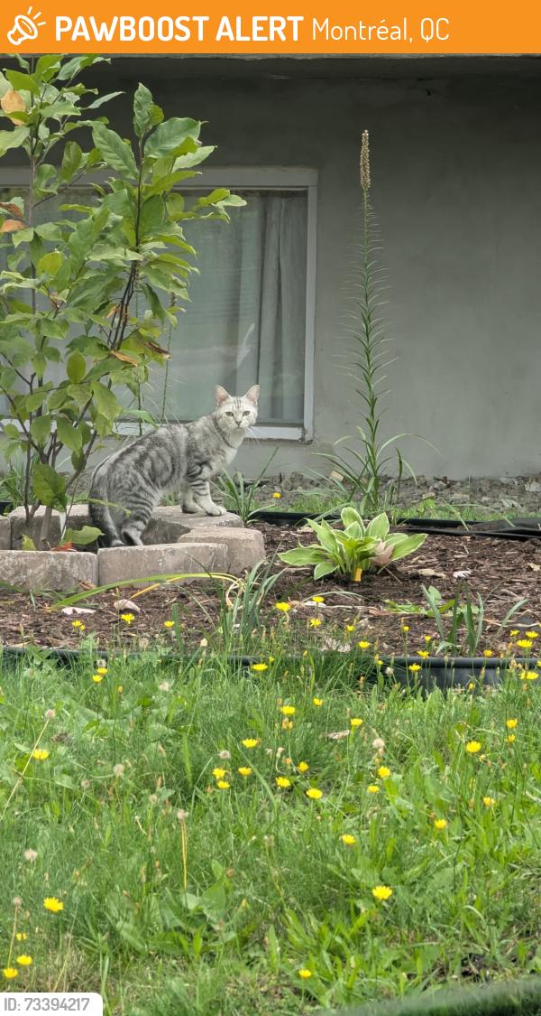 Found/Stray Unknown Cat last seen Rue Dubeau St Laurent, Montréal, QC 