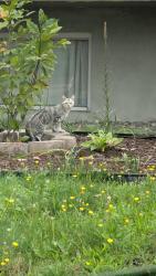 Found/Stray Unknown Cat last seen Rue Dubeau St Laurent, Montréal, QC 