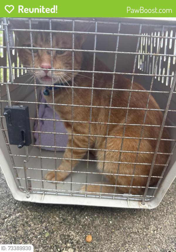 Reunited Male Cat last seen Lantana road, Greenacres, FL 33463