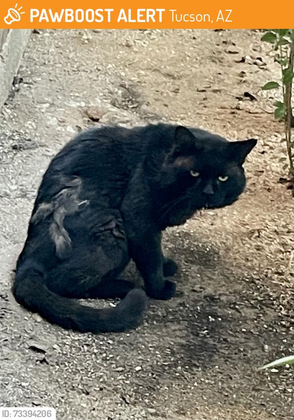 Found/Stray Male Cat last seen Prudence & Princeton Dr., Tucson, AZ 85710